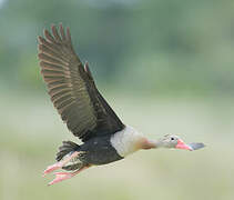 Dendrocygne à ventre noir