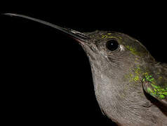 Fork-tailed Woodnymph