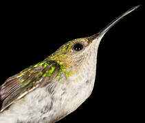 Fork-tailed Woodnymph