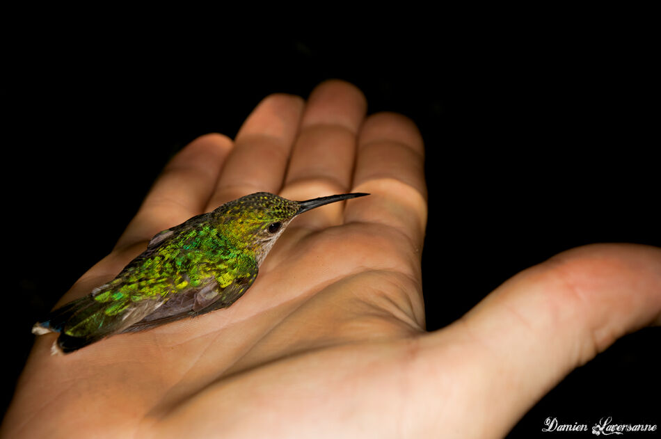 Fork-tailed Woodnymph