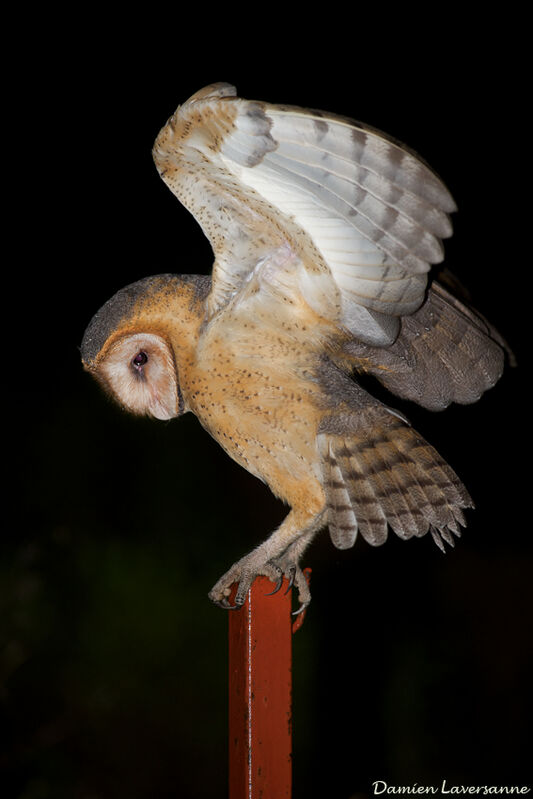 American Barn Owl, Flight