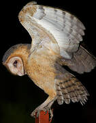 American Barn Owl