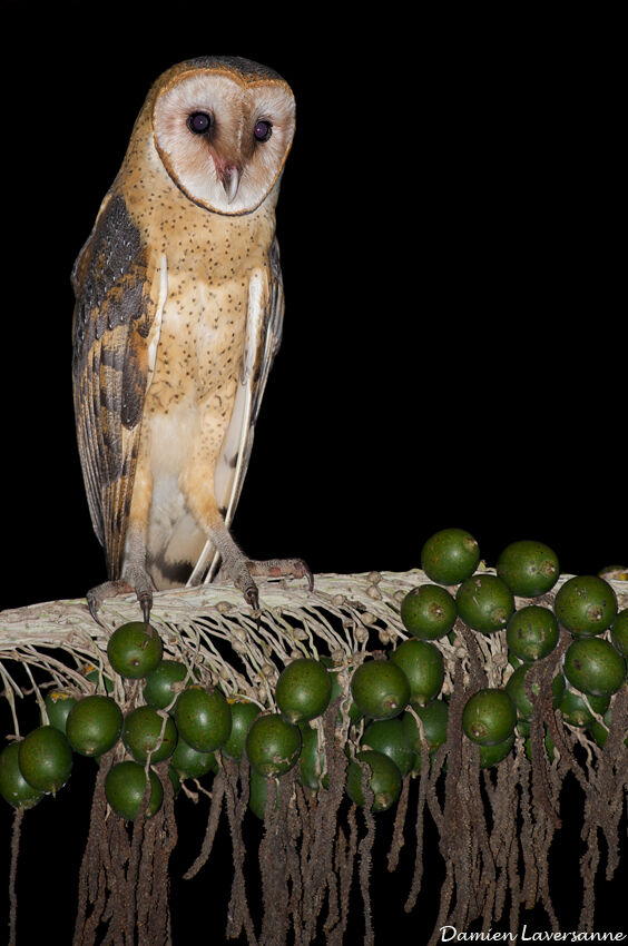 American Barn Owl, identification