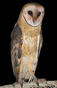 American Barn Owl