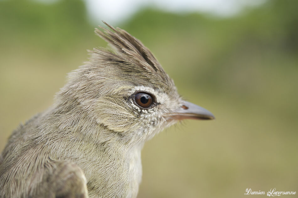 Plain-crested Elaenia