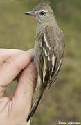 Plain-crested Elaenia