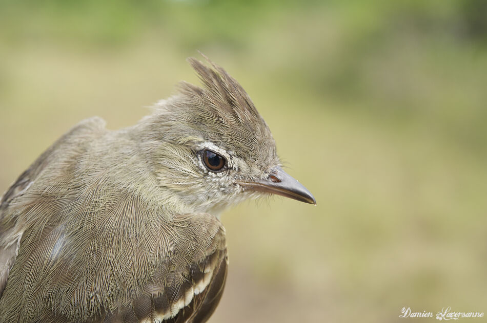 Plain-crested Elaenia