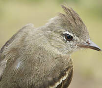 Plain-crested Elaenia