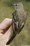 Plain-crested Elaenia