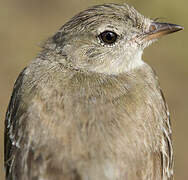 Lesser Elaenia