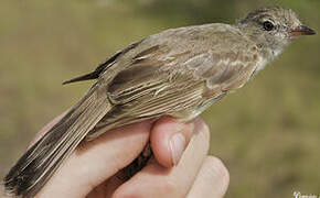 Lesser Elaenia