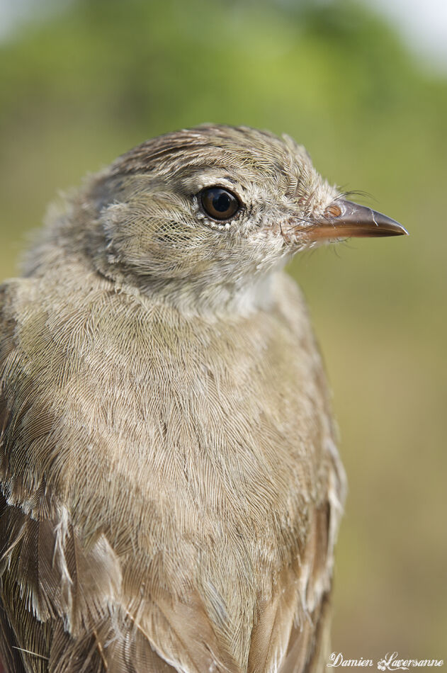 Lesser Elaenia