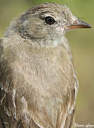 Lesser Elaenia