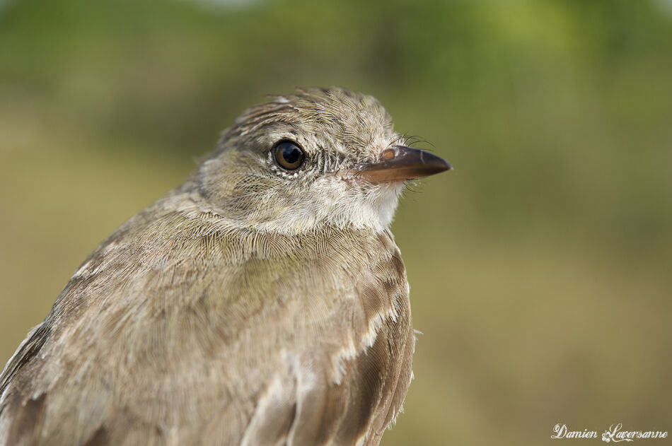 Lesser Elaenia