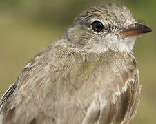 Lesser Elaenia