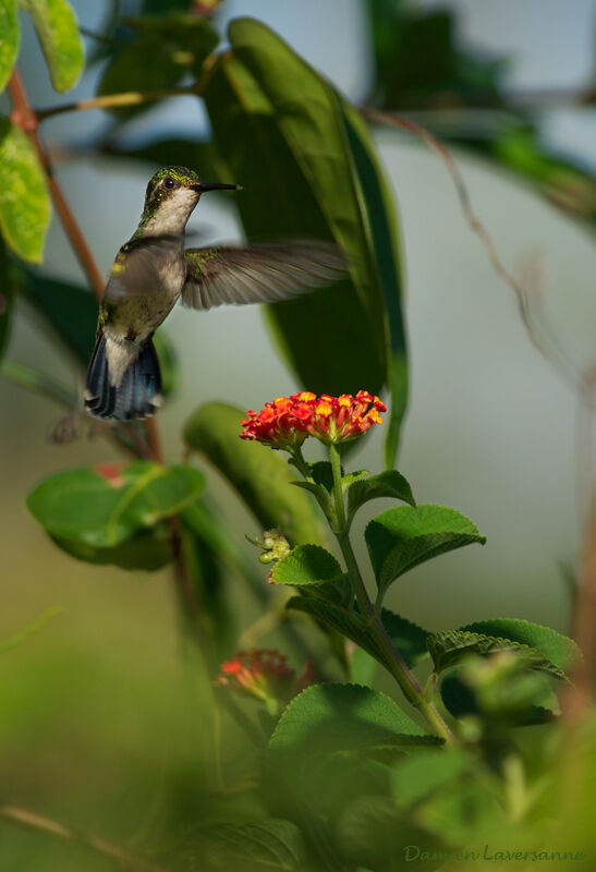 Blue-tailed Emerald