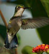 Blue-tailed Emerald