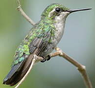 Blue-tailed Emerald