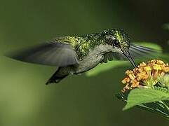 Blue-tailed Emerald