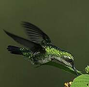 Blue-tailed Emerald