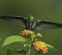 Blue-tailed Emerald