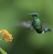 Blue-tailed Emerald