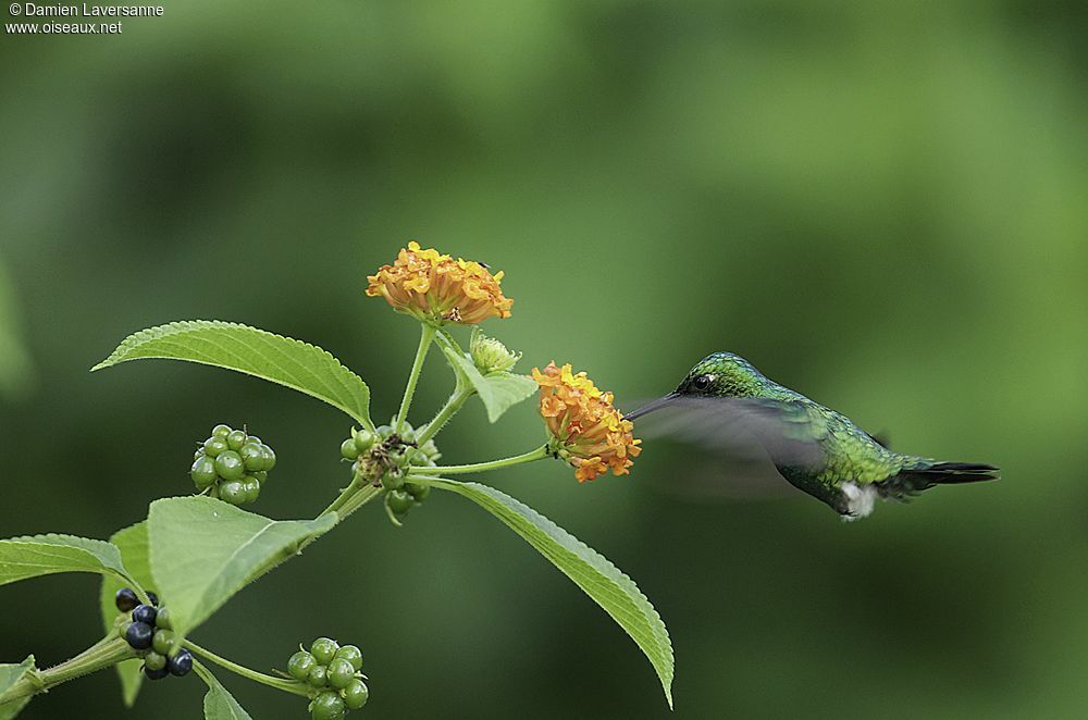 Blue-tailed Emerald male