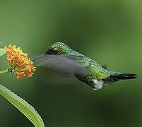 Blue-tailed Emerald