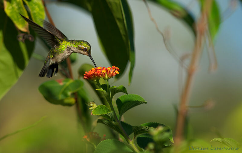 Blue-tailed Emerald