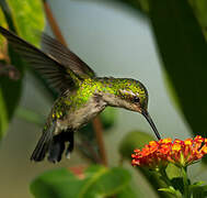 Blue-tailed Emerald