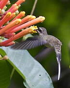 Long-tailed Hermit