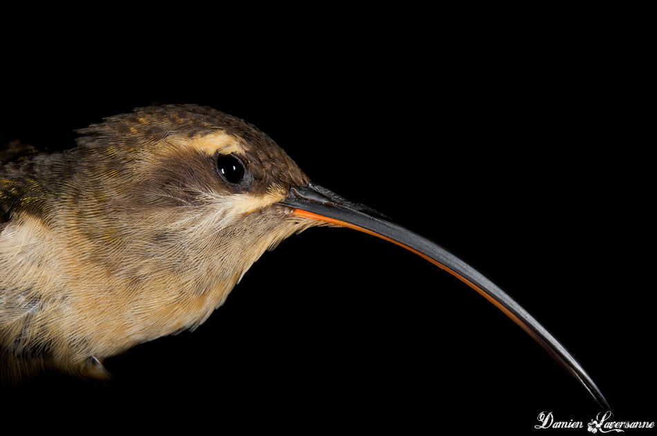 Long-tailed Hermit