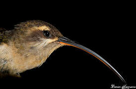 Long-tailed Hermit