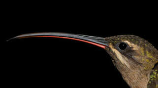 Great-billed Hermit