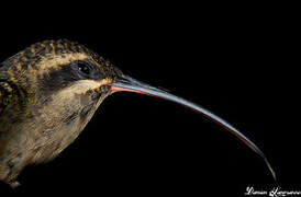 Great-billed Hermit