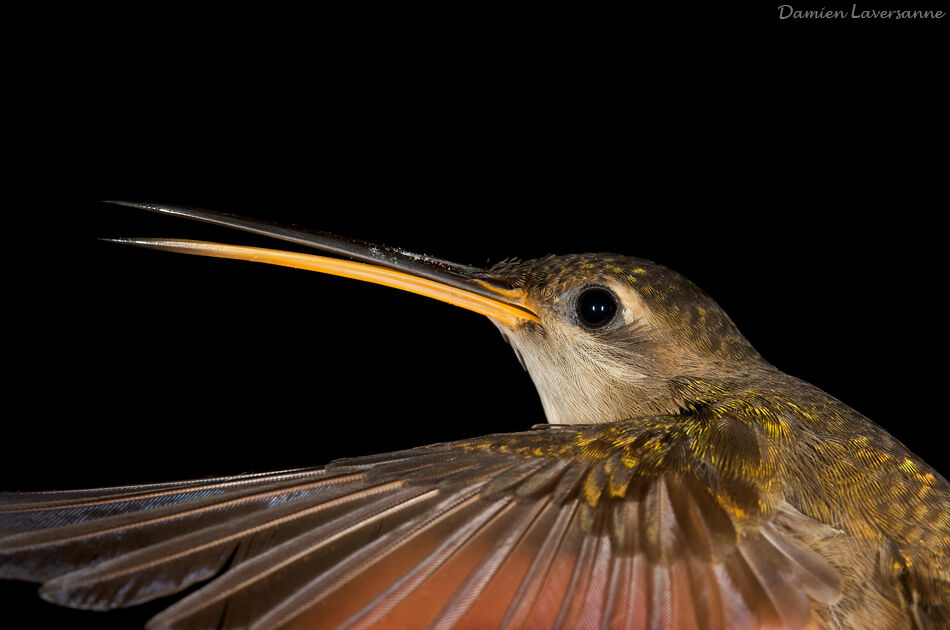 Straight-billed Hermit