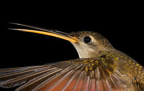 Straight-billed Hermit