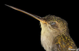 Straight-billed Hermit