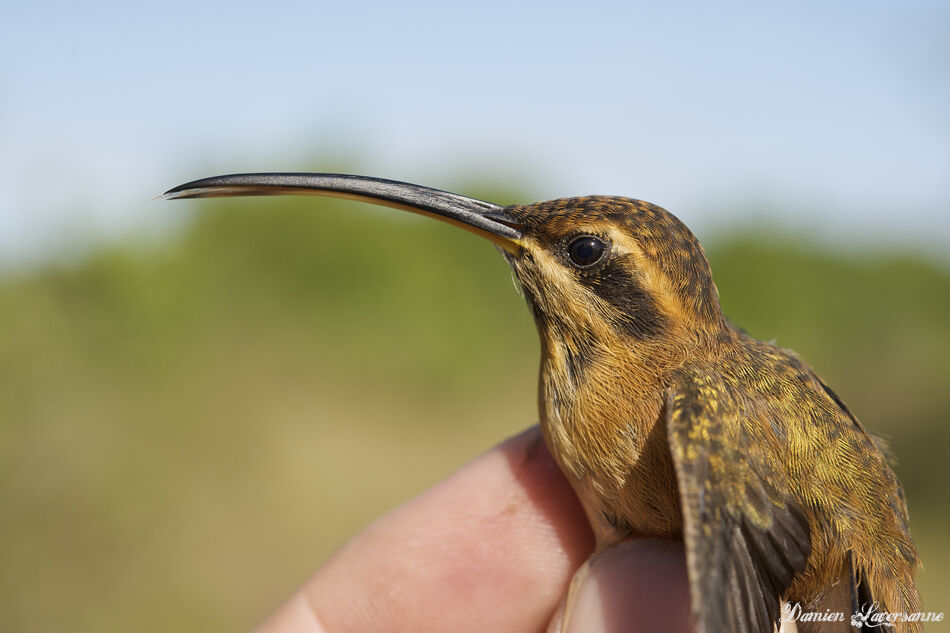 Little Hermit