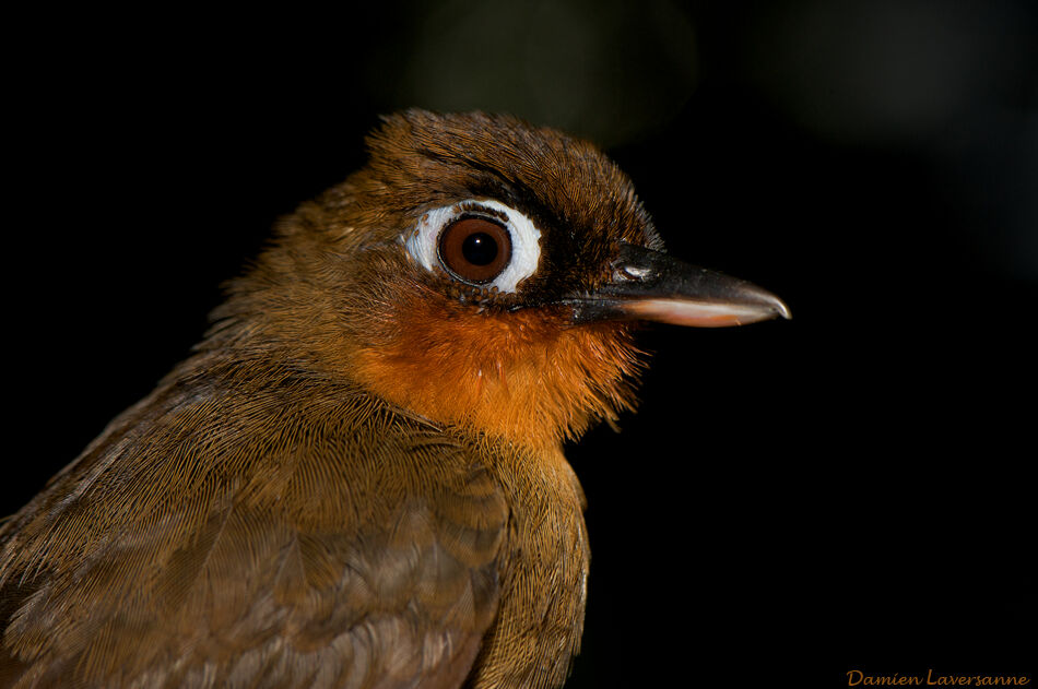 Rufous-throated Antbird