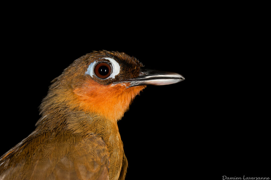 Rufous-throated Antbird