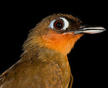 Rufous-throated Antbird