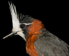 White-plumed Antbird