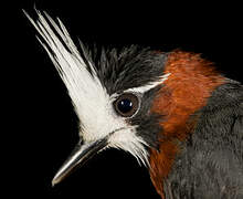 White-plumed Antbird