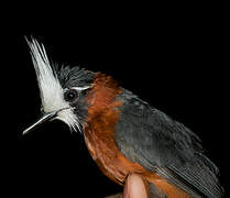 White-plumed Antbird