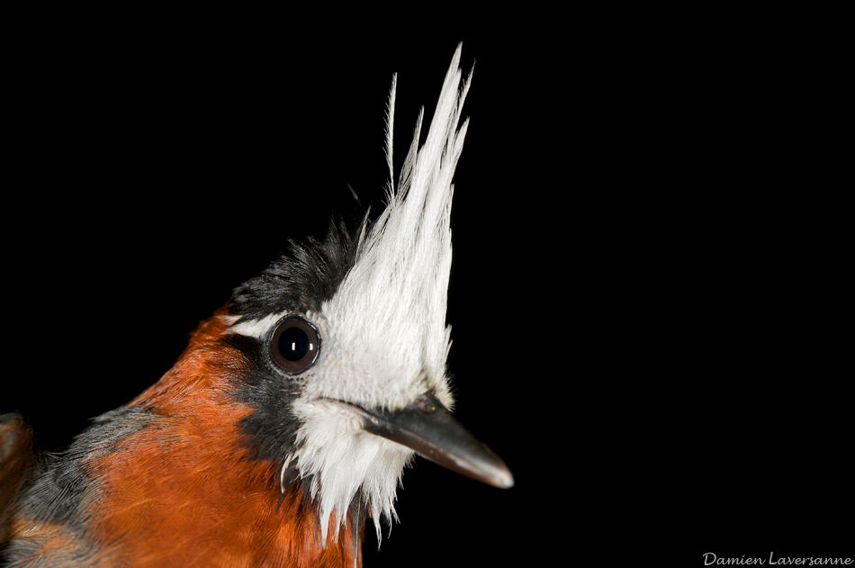 White-plumed Antbird