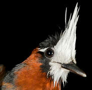 White-plumed Antbird