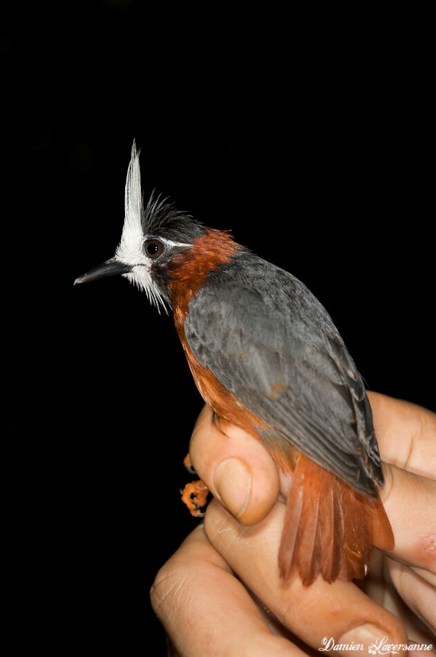 White-plumed Antbirdadult