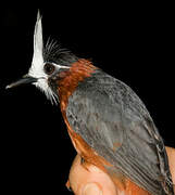 White-plumed Antbird