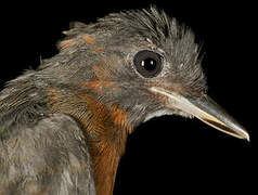 White-plumed Antbird